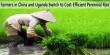 Farmers in China and Uganda Switch to Cost-Efficient Perennial Rice