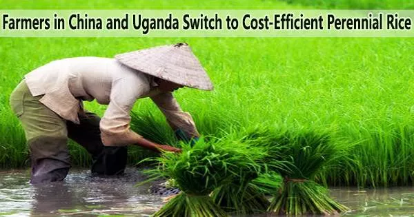Farmers in China and Uganda Switch to Cost-Efficient Perennial Rice
