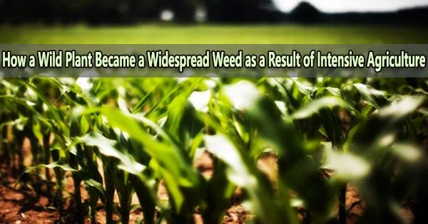 How a Wild Plant Became a Widespread Weed as a Result of Intensive Agriculture