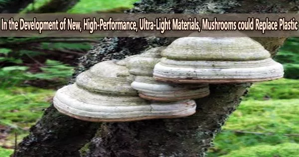 In the Development of New, High-Performance, Ultra-Light Materials, Mushrooms could Replace Plastic