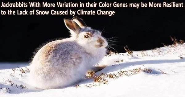 Jackrabbits With More Variation in their Color Genes may be More Resilient to the Lack of Snow Caused by Climate Change