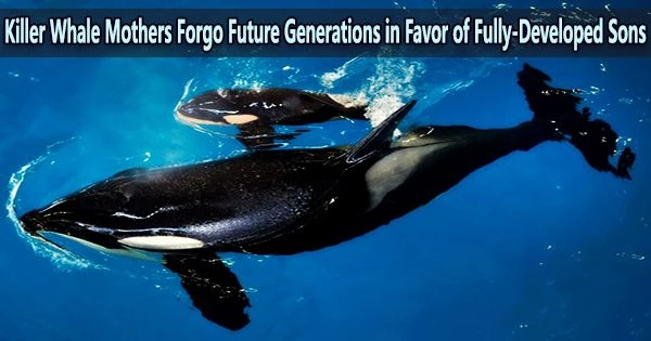 Killer Whale Mothers Forgo Future Generations in Favor of Fully-Developed Sons