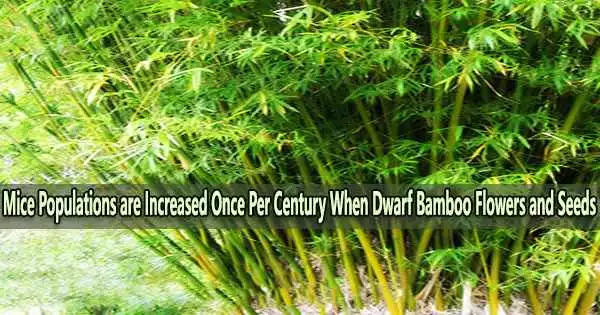 Mice Populations are Increased Once Per Century When Dwarf Bamboo Flowers and Seeds