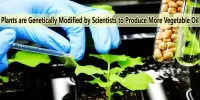 Plants are Genetically Modified by Scientists to Produce More Vegetable Oil