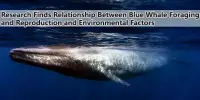Research Finds Relationship Between Blue Whale Foraging and Reproduction and Environmental Factors
