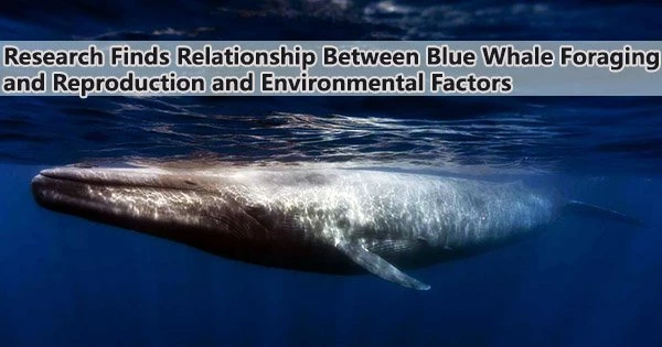 Research Finds Relationship Between Blue Whale Foraging and Reproduction and Environmental Factors
