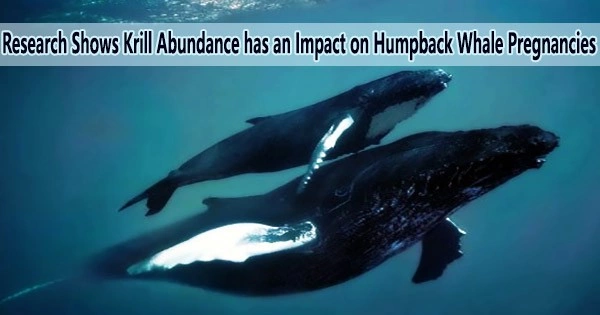Research Shows Krill Abundance has an Impact on Humpback Whale Pregnancies