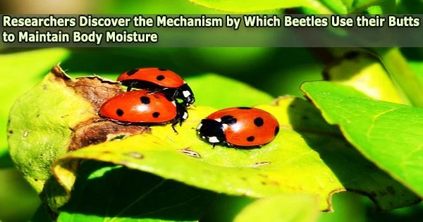 Researchers Discover the Mechanism by Which Beetles Use their Butts to Maintain Body Moisture
