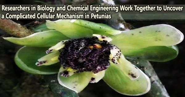 Researchers in Biology and Chemical Engineering Work Together to Uncover a Complicated Cellular Mechanism in Petunias
