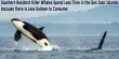 Southern Resident Killer Whales Spend Less Time in the San Juan Islands because there is Less Salmon to Consume