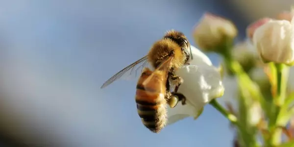 Changing temperatures increase pesticide risk to bees