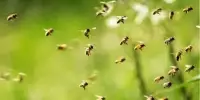 Temperature Changes Increase the Risk of Pesticides to Bees
