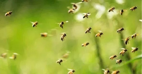 Temperature Changes Increase the Risk of Pesticides to Bees