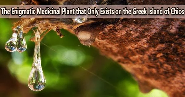 The Enigmatic Medicinal Plant that Only Exists on the Greek Island of Chios
