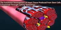 The Functional Development of Heart Tissue Produced from Stem Cells is Examined Through Cyborg Technology