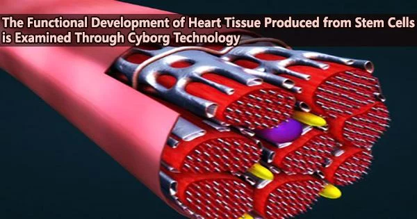 The Functional Development of Heart Tissue Produced from Stem Cells is Examined Through Cyborg Technology