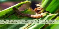 The Most Effective Traditional Biological Control for the Dreadful Fall Armyworm Infestation is Probably Eiphosoma Laphygmae