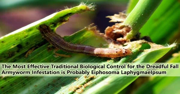 The Most Effective Traditional Biological Control for the Dreadful Fall Armyworm Infestation is Probably Eiphosoma Laphygmae