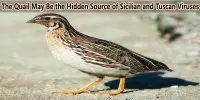 The Quail May Be the Hidden Source of Sicilian and Tuscan Viruses