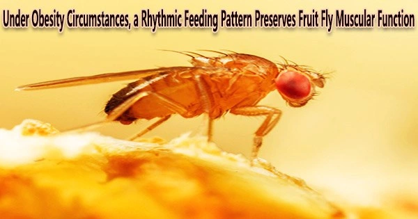 Under Obesity Circumstances, a Rhythmic Feeding Pattern Preserves Fruit Fly Muscular Function
