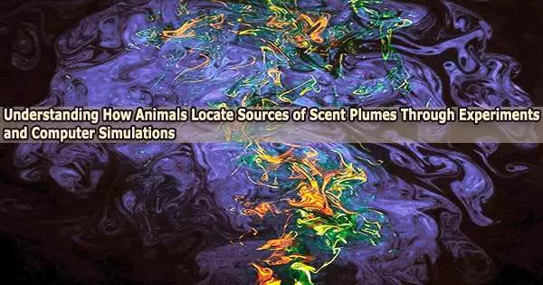 Understanding How Animals Locate Sources of Scent Plumes Through Experiments and Computer Simulations
