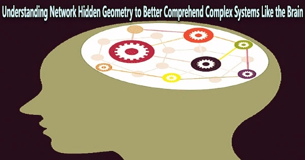 Understanding Network Hidden Geometry to Better Comprehend Complex Systems Like the Brain