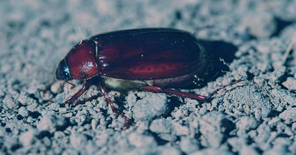 beetles-1