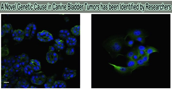 A Novel Genetic Cause in Canine Bladder Tumors has been Identified by Researchers