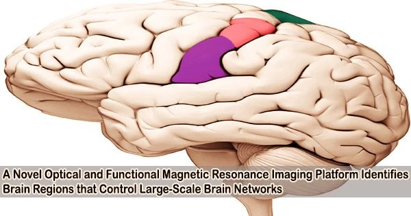 A Novel Optical and Functional Magnetic Resonance Imaging Platform Identifies Brain Regions that Control Large-Scale Brain Networks