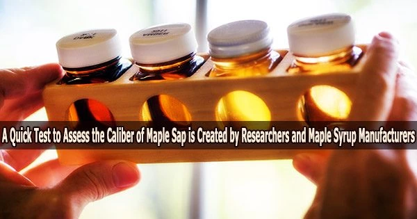 A Quick Test to Assess the Caliber of Maple Sap is Created by Researchers and Maple Syrup Manufacturers