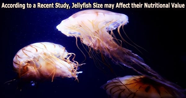According to a Recent Study, Jellyfish Size may Affect their Nutritional Value