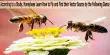 According to a Study, Honeybees Learn How to Fly and Find their Vector Source by the Following Dance