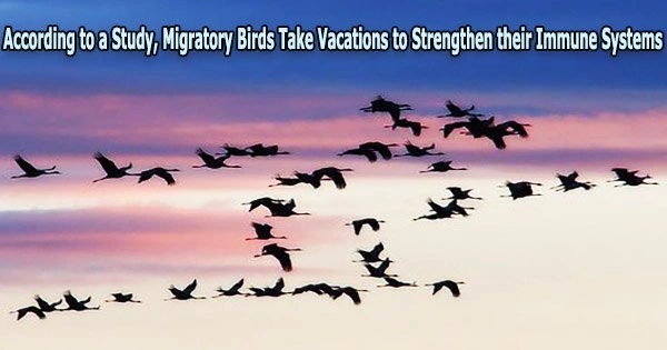 According to a Study, Migratory Birds Take Vacations to Strengthen their Immune Systems