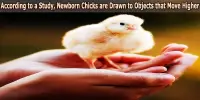 According to a Study, Newborn Chicks are Drawn to Objects that Move Higher