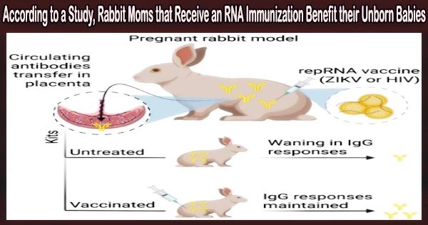 According to a Study, Rabbit Moms that Receive an RNA Immunization Benefit their Unborn Babies
