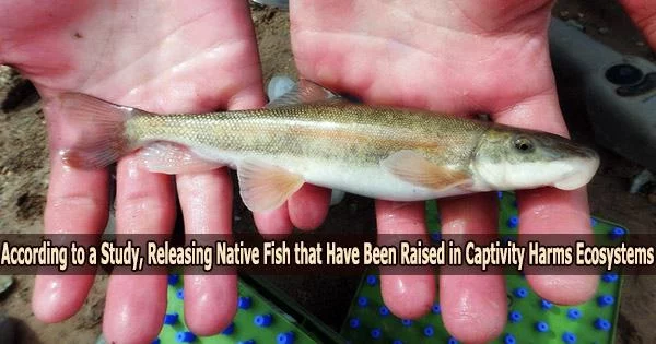 According to a Study, Releasing Native Fish that Have Been Raised in Captivity Harms Ecosystems