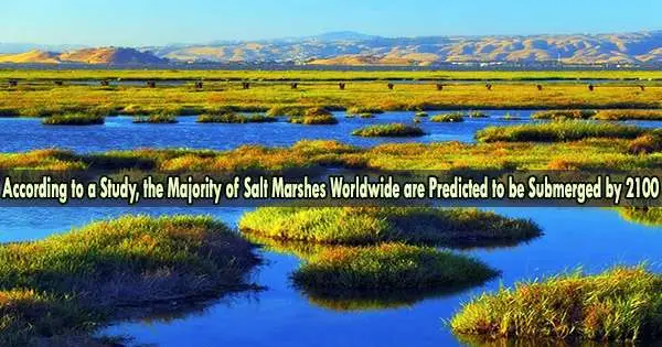According to a Study, the Majority of Salt Marshes Worldwide are Predicted to be Submerged by 2100