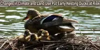 Changes in Climate and Land Use Put Early-Nesting Ducks at Risk