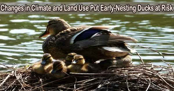 Changes in Climate and Land Use Put Early-Nesting Ducks at Risk