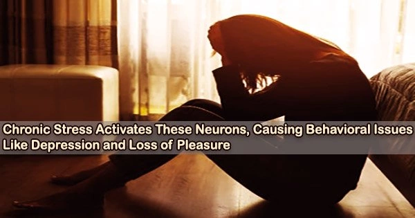 Chronic Stress Activates These Neurons, Causing Behavioral Issues Like Depression and Loss of Pleasure