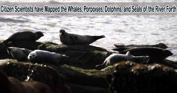 Citizen Scientists have Mapped the Whales, Porpoises, Dolphins, and Seals of the River Forth
