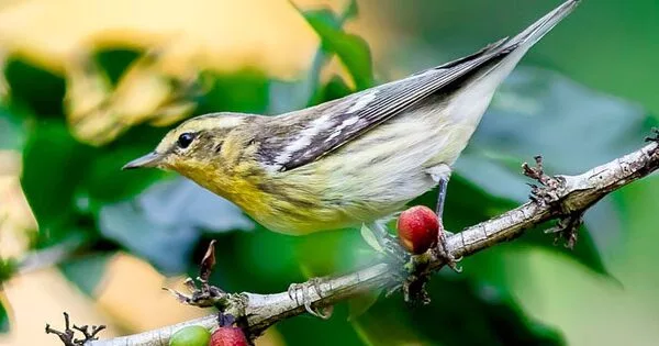 Coffee plantations limit birds' diets