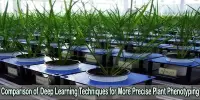 Comparison of Deep Learning Techniques for More Precise Plant Phenotyping