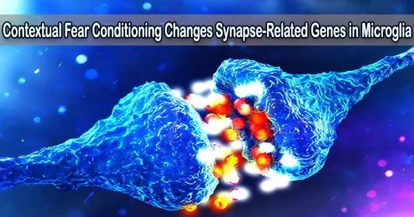Contextual Fear Conditioning Changes Synapse-Related Genes in Microglia
