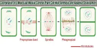 Coordination of a Molecular Module Controls Plant Cell Wall Synthesis and Adaptive Development