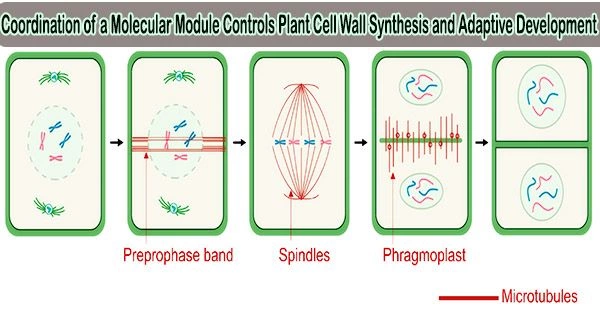 Coordination of a Molecular Module Controls Plant Cell Wall Synthesis and Adaptive Development