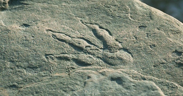 Dinosaur Prints Found Under Restaurant Table Are 100 Million Years Old, According to Research