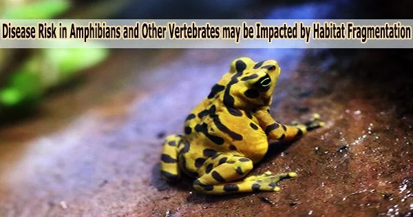 Disease Risk in Amphibians and Other Vertebrates may be Impacted by Habitat Fragmentation