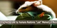 Drug Authorized by Humans Restores “Lost” Memory in Mice