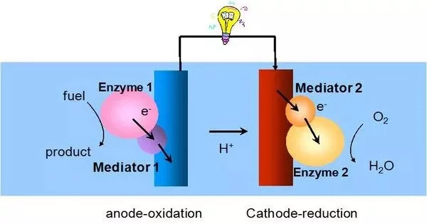 Enzymatic Biofuel Cell